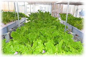 野菜の水耕栽培